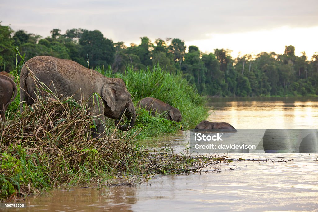 Pygmy elephants Pygmy elephants on the Kinabatangan River, Sabah. Borneo, Malaysia. Elephant Stock Photo