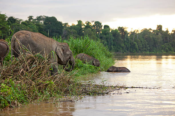 Pygmy elephants Pygmy elephants on the Kinabatangan River, Sabah. Borneo, Malaysia. kinabatangan river stock pictures, royalty-free photos & images