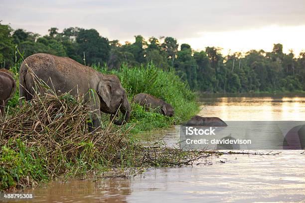 Pygmy Elephants Stock Photo - Download Image Now - Elephant, Kinabatangan River, Malaysia