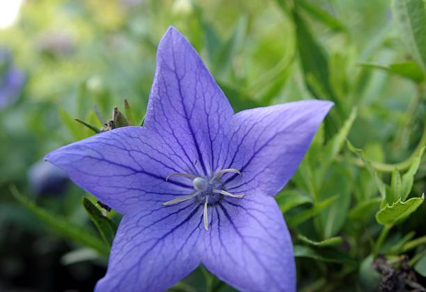 istock Blossomed balloon flower 488795628