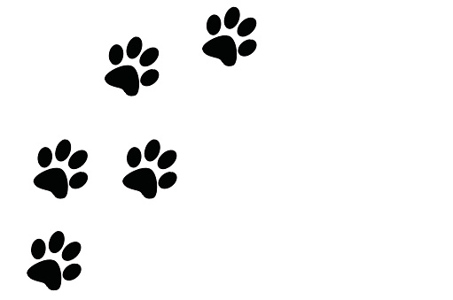 four black paw prints on a white background, dog cat prints leading from bottom left to top center of frame leaving half the frame blank for text