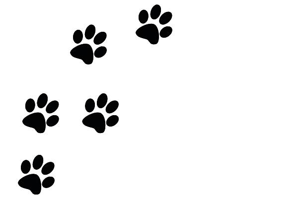 paw prints black on a white background left of frame four black paw prints on a white background, dog cat prints leading from bottom left to top center of frame leaving half the frame blank for text animal markings photos stock pictures, royalty-free photos & images