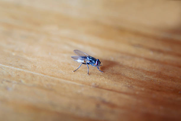 Fly on a table. Housefly on wooden table. housefly stock pictures, royalty-free photos & images