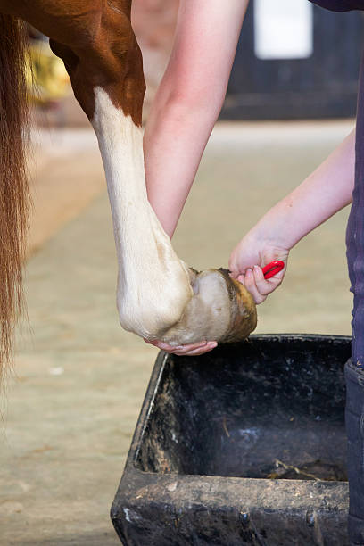 istock Stable worker attends to a stallions hoof before exercise 488796448