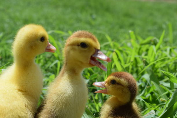istock Ducklings of a musky duck 488796600