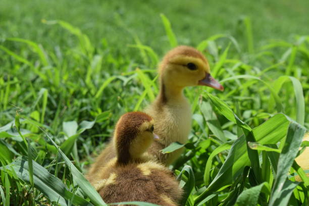 istock Ducklings of a musky duck 488796738