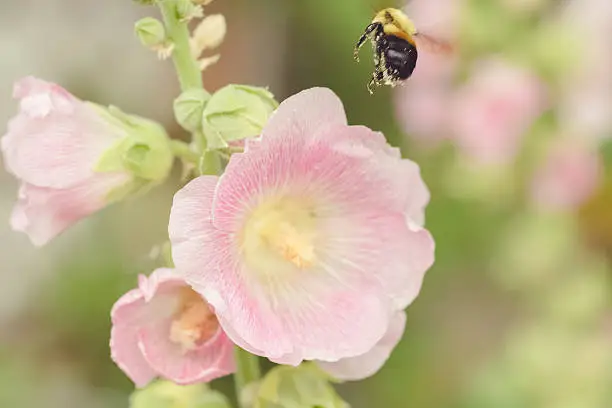 Photo of Bumble bee flying near pink flower in the summer garden