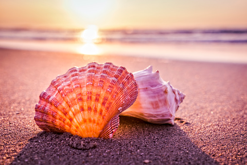 Shells Beach And Morning Sunrise Stock Photo - Download Image Now - Seashell,  Beach, Animal Shell - iStock