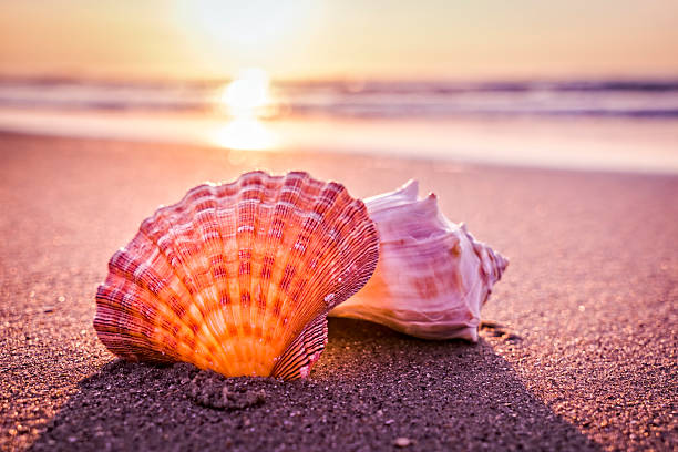 Shells, beach and morning sunrise stock photo