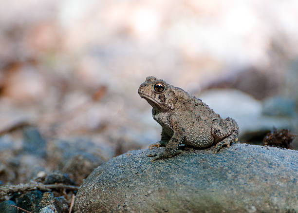 Toad On Rocks 610+ American Toad Stock Photos, Pictures & Royalty-Free Images - iStock