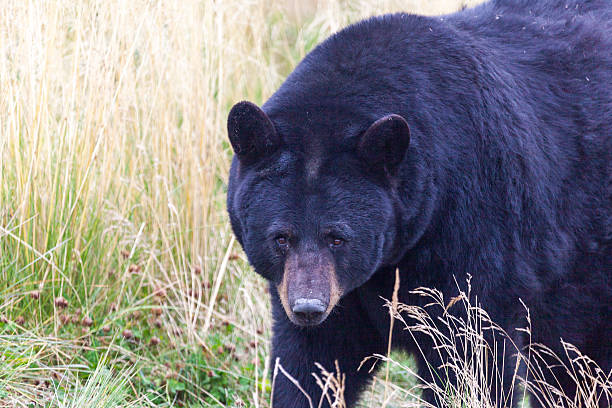 istock Black bear (Ursus americanus) eating in Alaska 488799420