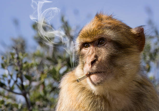 Monkey Smoking monkey at Gibraltar barbary macaque stock pictures, royalty-free photos & images