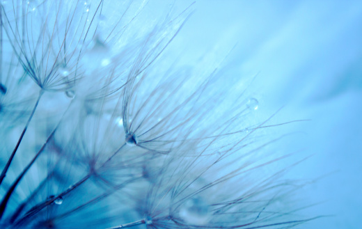 Dandelion seed in blue tones