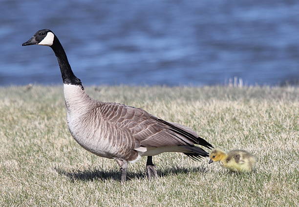 istock Mom and baby 488802763