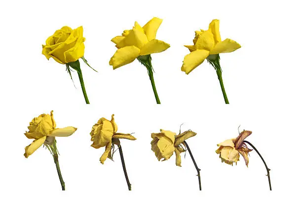 Photo of Yellow Rose Decaying.