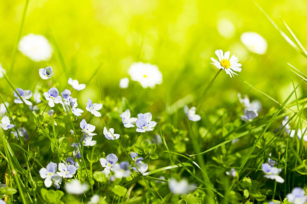 Green grass lawn with small blue flowers and dandelions. Lawn in the city center