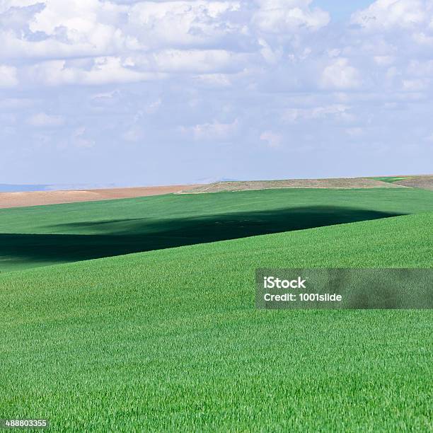 Foto de Nuvem Sombra Em Campos Verdes e mais fotos de stock de Agricultura - Agricultura, Ajardinado, Animal doméstico