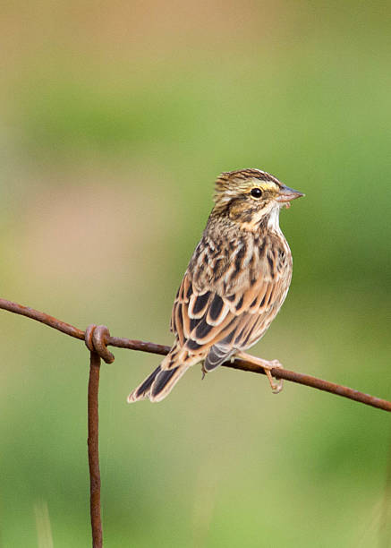 gorrión sabanero en una valla - passerculus fotografías e imágenes de stock