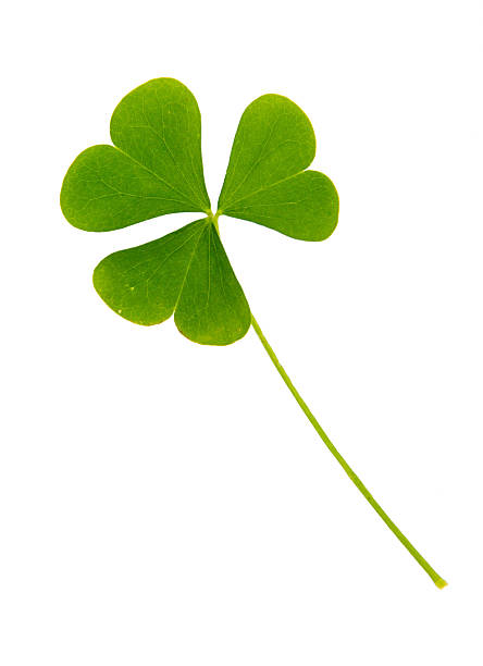 istock Green leaf of clover isolated on white background 488804545