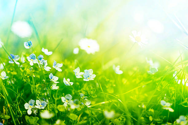 Grassland Of Wildflowers - With Copy Space