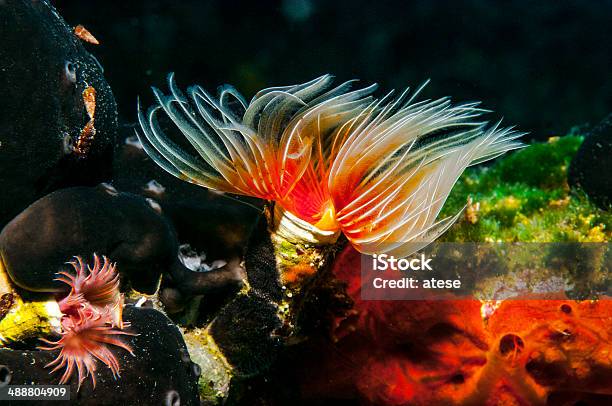 Червь — стоковые фотографии и другие картинки Benthic Zone - Benthic Zone, Водный организм, Водоросль