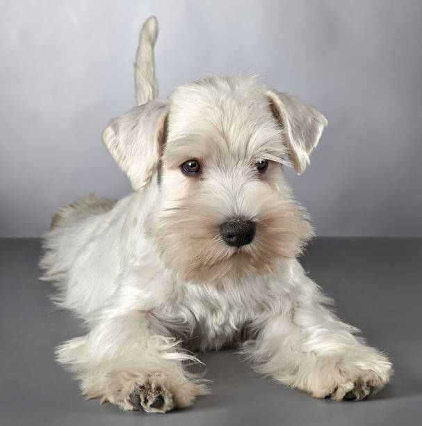 istock white miniature schnauzer puppy 488805073