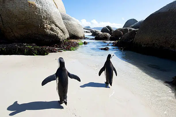 African jackass penguins spread theit wings at Boulder's Beach,Cape Town