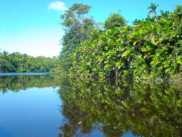 istock Reflection of Tropical Jungle in Quiet Lagoon Honduras 488805247