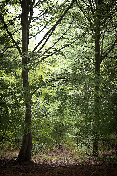 istock Misty woods landscape with fog 488805459