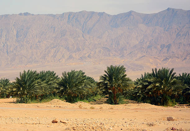 istock Agriculture in the desert 488806415