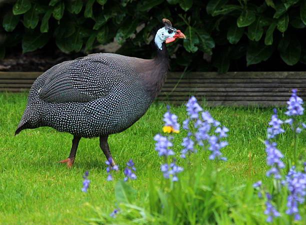 Pearl Gray guinea fowl strutting around a domestic garden lawn Photo showing a Pearl Gray guinea fowl strutting around a domestic garden amongst dandelions and bluebells.  This picture was taken on a sunny spring day, when a group of guinea fowl were enjoying the fine weather and making lots of noise calling to each other. guinea fowl stock pictures, royalty-free photos & images