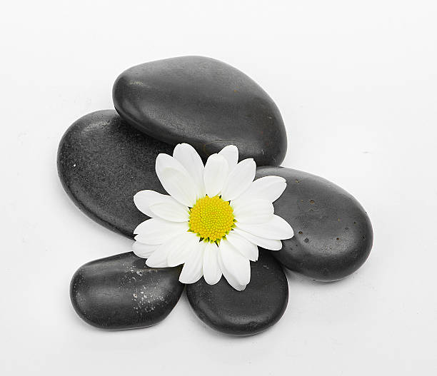 istock zen basalt stones and daisy isolated on white 488807217