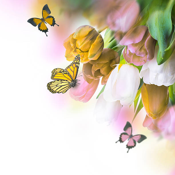istock Apricot flowers in spring, floral background 488807685