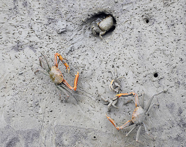 istock Crab family, Malaysia 488807727