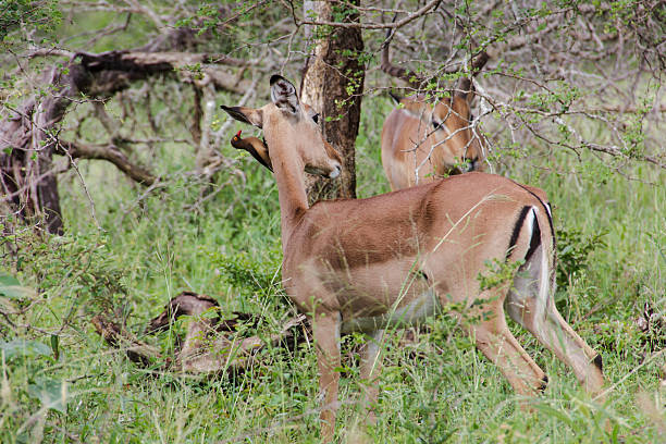 istock Impala Antelope receiving an ear inspection 488807863