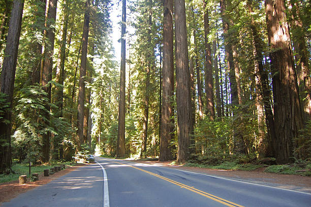 istock avenue of the giants 488808225