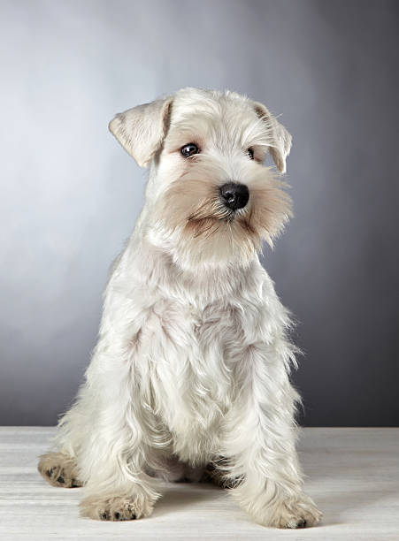 istock white miniature schnauzer puppy 488808397