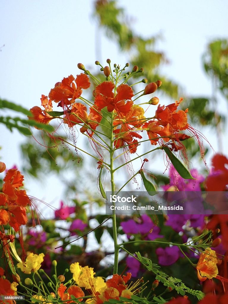 Flowers in Djibouti Africa Stock Photo