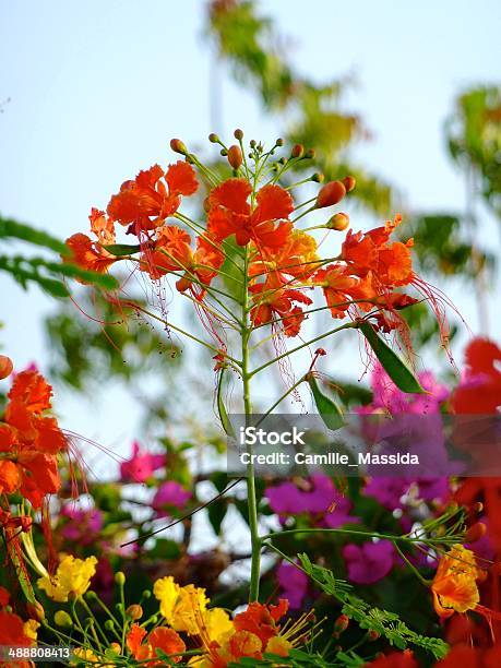 Flowers In Djibouti Stock Photo - Download Image Now - Africa, Djibouti, Flower