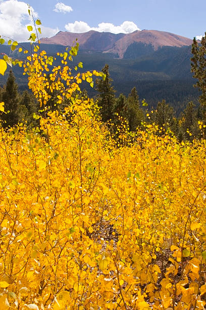 pikes peak mit aspen-bäumen im herbst - 14000 foot peak stock-fotos und bilder