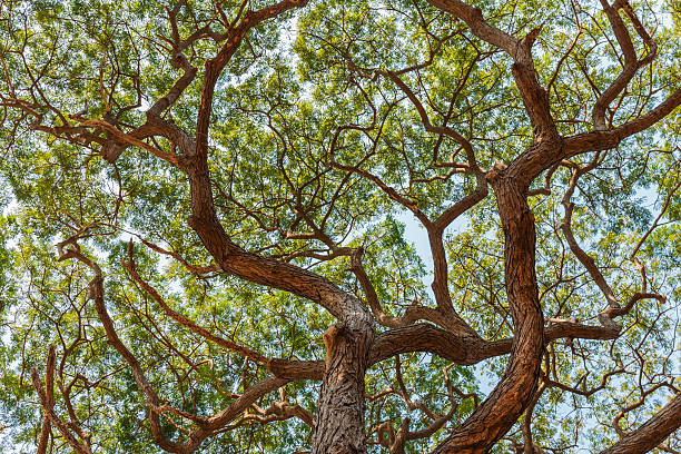 istock patten of branch  Big Samanea saman tree 488812722