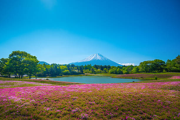 Field of pink moss of Sakura with Mountain Fuji in background stock photo