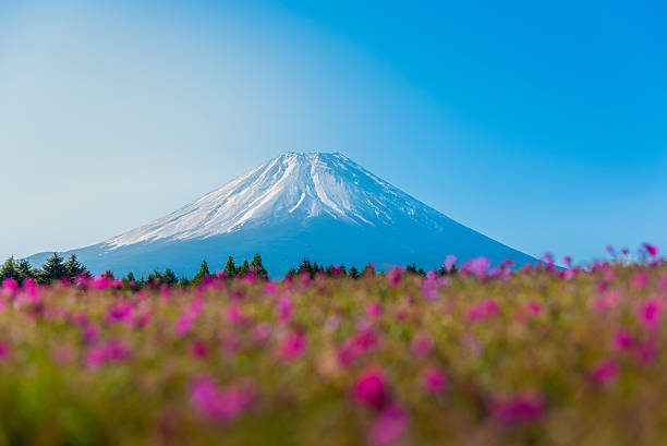 istock Mountain Fuji with Blurry foreground of pink moss sakura 488813516