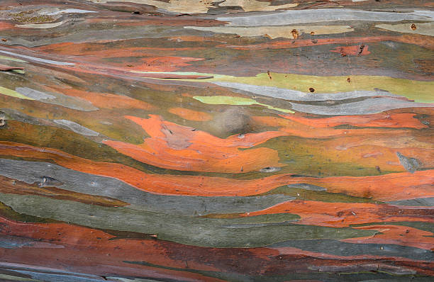 bark textura de fondo de color extraordinarias - brown curve knotted wood striped fotografías e imágenes de stock