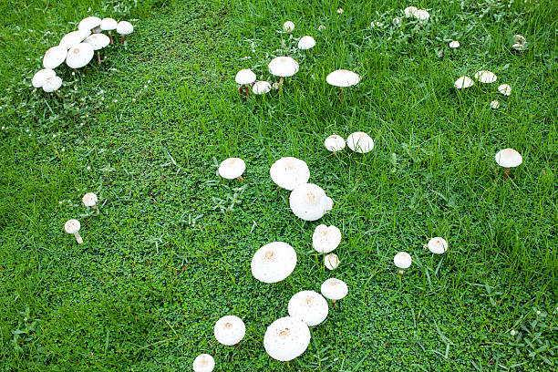 istock white mushroom on the green field 488816222