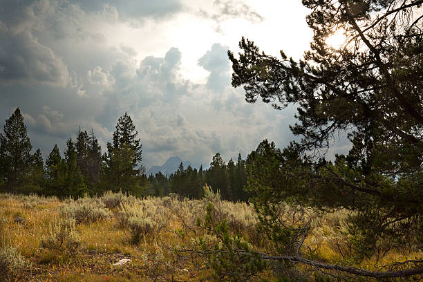 istock Storm clouds over a forest opening, Teton National Park, Wyoming. 488816424