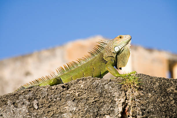 istock Green Iguana from Puerto Rico 488816894
