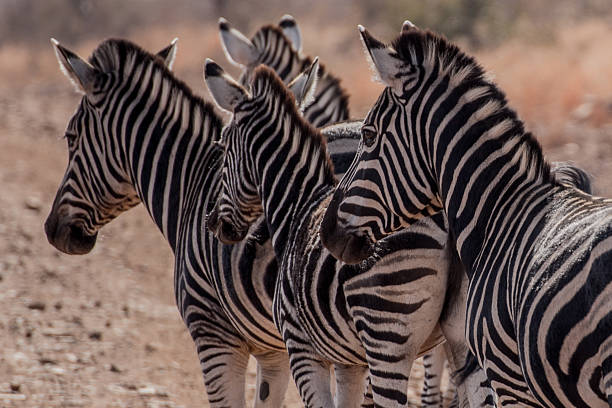 istock Herd of Zebras 488817058