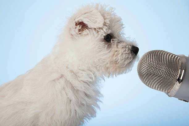 istock Cute puppy singing into microphone 488818666