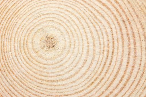 Tree Rings